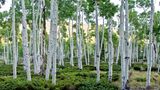 Was aussieht wir ein Wald von jungen Pappeln im Fishlake National Forest, Utah (USA), ist in Wahrheit eine Klonkolonie Zehntausender männlicher Zitterpappeln (Populus tremuloides): ein einziger lebender Organismus, ausgebreitet auf einer Fläche von 43 Fußballfeldern. Und einer der größten, schwersten und ältesten der Pflanzenwelt dazu.
