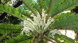 Auf Hawaii gibt es mehr als 1400 unterschiedliche Pflanzenarten, von denen die meisten nur dort zu finden sind. Cyanea heluensis wurde erst 2010 entdeckt – und gilt inzwischen als die seltenste Pflanze der Welt: Bis heute ist von ihr – neben einem Ableger im Botanischen Garten von Maui – nur ein einziges Individuum bekannt.