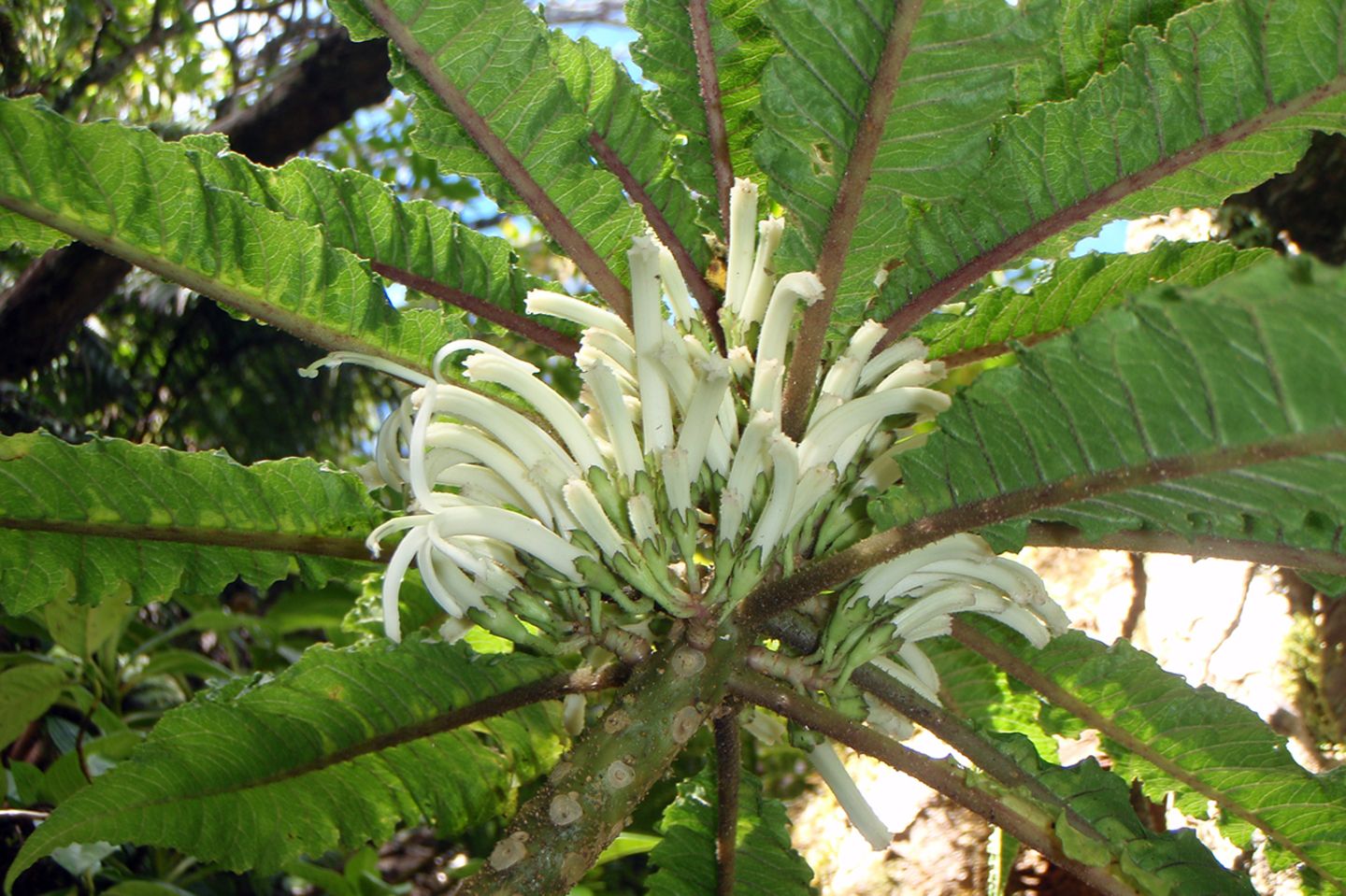 Auf Hawaii gibt es mehr als 1400 unterschiedliche Pflanzenarten, von denen die meisten nur dort zu finden sind. Cyanea heluensis wurde erst 2010 entdeckt – und gilt inzwischen als die seltenste Pflanze der Welt: Bis heute ist von ihr – neben einem Ableger im Botanischen Garten von Maui – nur ein einziges Individuum bekannt.