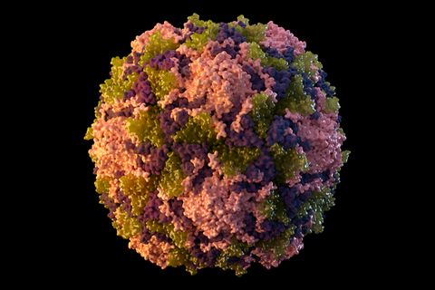 Poliovirus