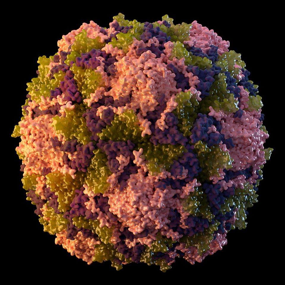 Poliovirus