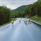 Ein Straßenstück im Grünen, auf dem eine Gruppe Schafe steht und in die Kamera schaut