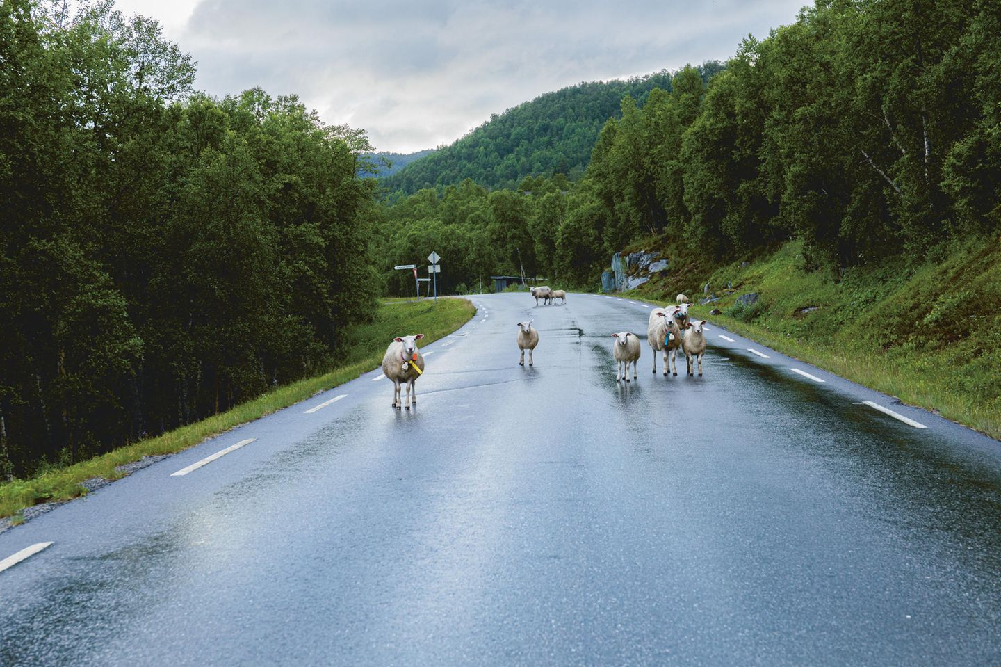 Ein Straßenstück im Grünen, auf dem eine Gruppe Schafe steht und in die Kamera schaut