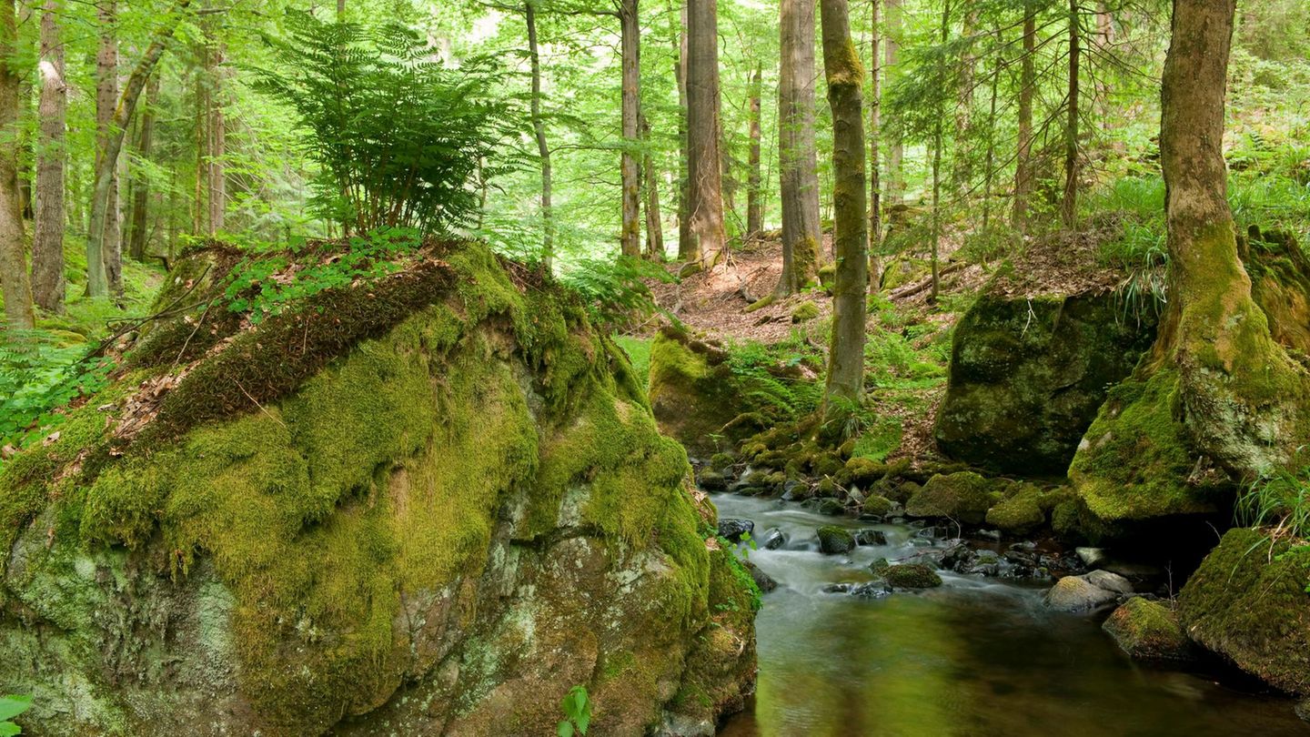 Wald mit Fluss