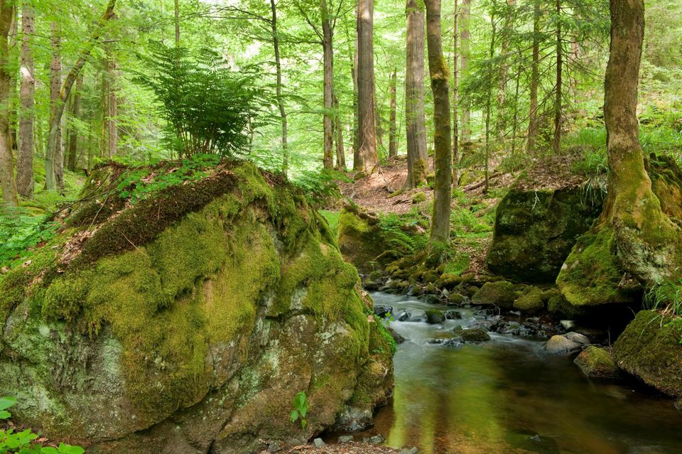 Wald mit Fluss 1.5004