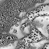 Bis heute gehören die Pole des Mars zu seinen am wenigsten erkundeten Regionen. Die NASA interessiert sich vor allem für sie, weil dort offenbar Wasser existiert. Noch im Frühjahr bedeckt heller Frost den Südpol, doch die dunklen Flecken werden mit steigender Temperatur größer. Dies zeigt sich auf Aufnahmen der Raumsonde Mars Global Surveyor, die Anfang der 2000er entstanden.