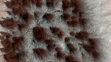 Wenn die jahreszeitlich bedingten Polkappen des Mars im Frühjahr abtauen, strömt unter Druck stehendes Gas unter das Eis, bis es durch Risse bricht und dunklen Sand mit sich führt. Die Sandablagerungen können netzartige Muster bilden, "Spinnen" genannt. Sie verschwinden, wenn sich der letzte Frost in die Atmosphäre aufgelöst hat.