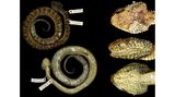 Buschviper