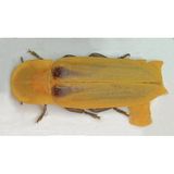 Glühwürmchen (Afrodiaphanes Pulcher)