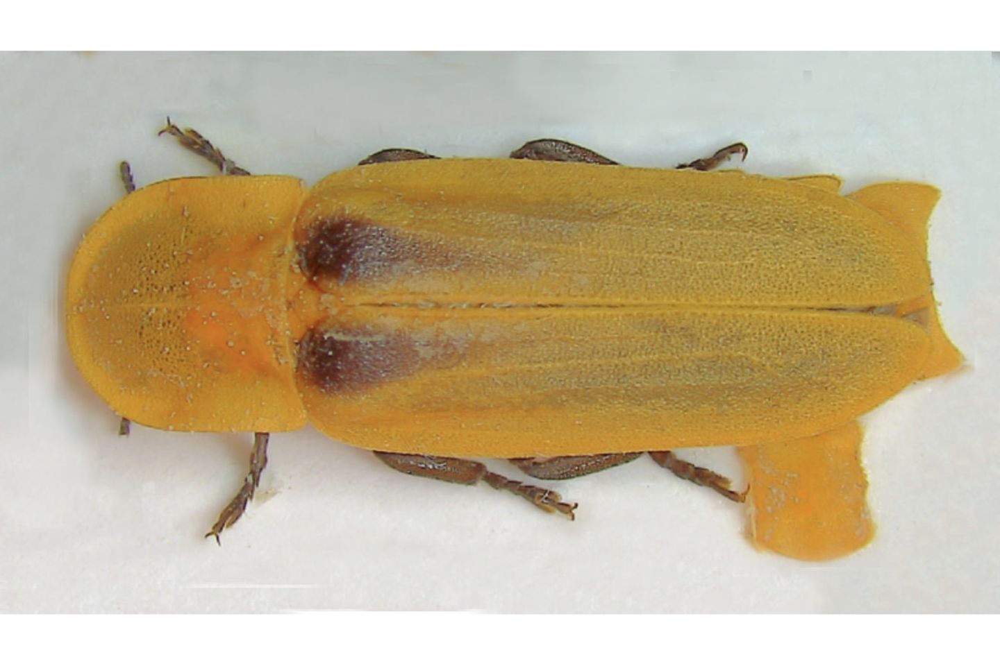 Glühwürmchen (Afrodiaphanes Pulcher)