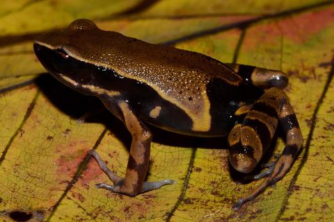 Langfingerfrosch