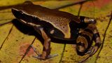 Langfingerfrosch