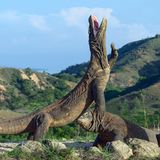 Ein Komodo Waran steht mit geöffnetem Maul  auf seinen Hinterfüßen