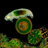 Bärtierchen unter dem Dunkelfeldmikroskop