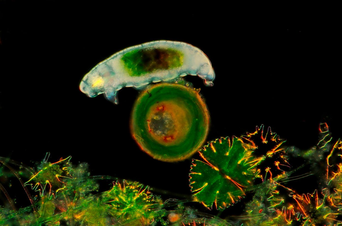 Bärtierchen unter dem Dunkelfeldmikroskop