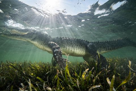 Spitzkrokodil unter Wasser in Mexiko