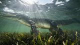 Spitzkrokodil unter Wasser in Mexiko