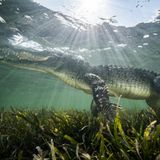 Spitzkrokodil unter Wasser in Mexiko