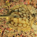 Ein Rundstechrochen am Meeresgrund