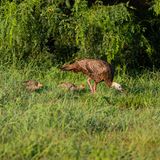 Wildes Truthuhn mit zwei Jungen im Gras