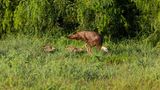 Wildes Truthuhn mit zwei Jungen im Gras