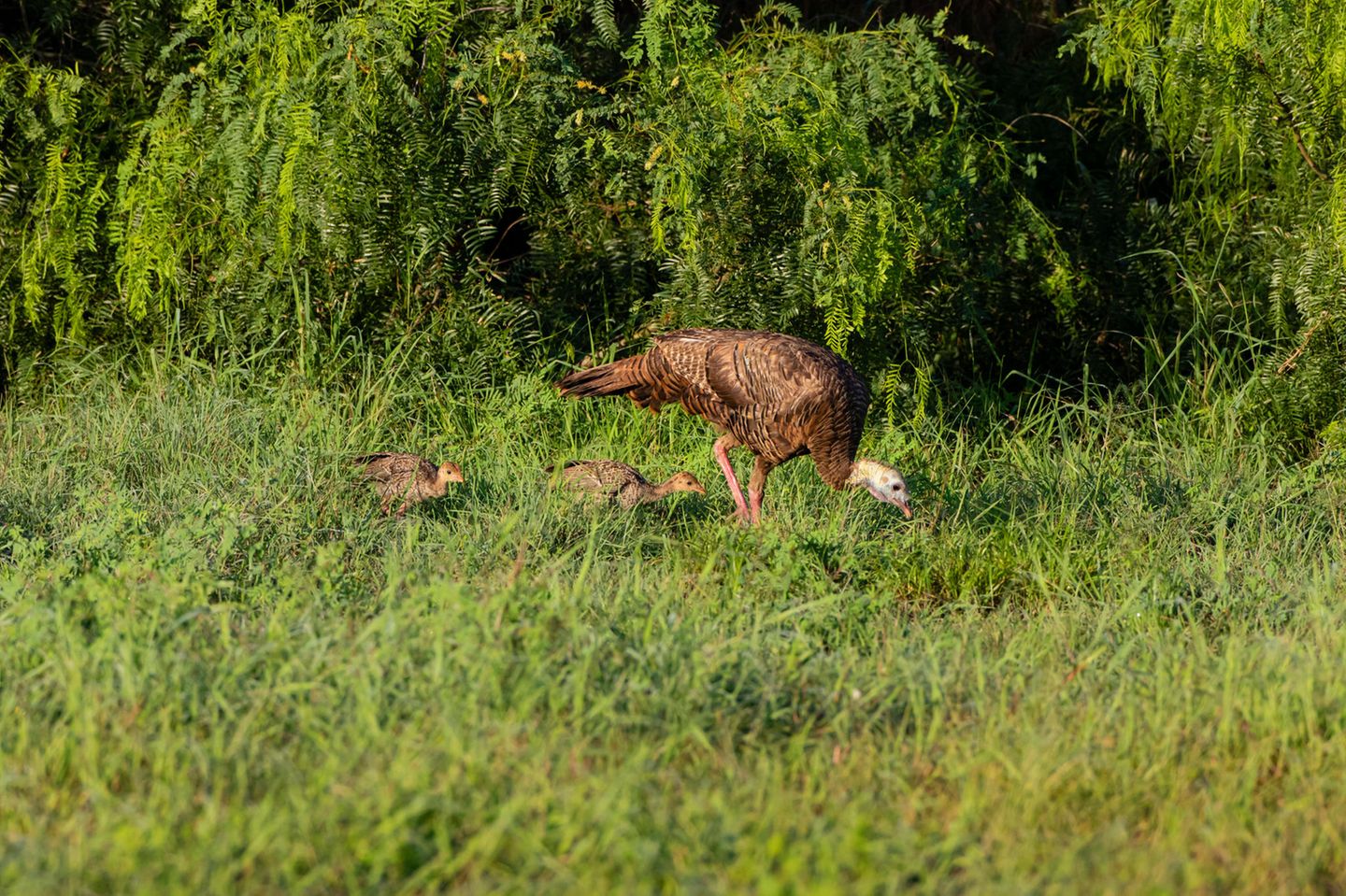 Wildes Truthuhn mit zwei Jungen im Gras
