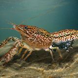 Marmorkrebs Weibchen mit Eiern