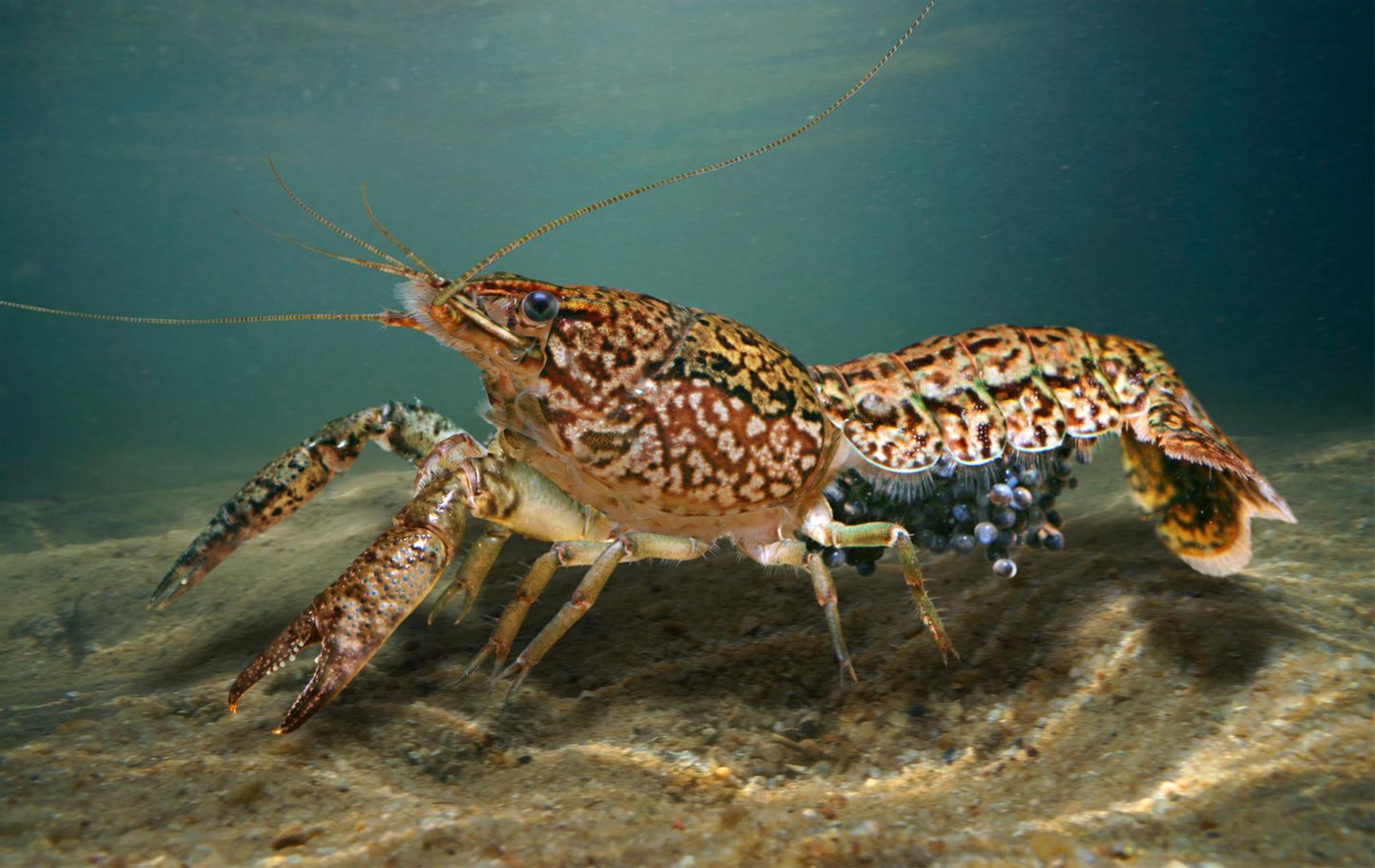 Ohne Männchen zum Erfolg Marmorkrebs Weibchen mit Eiern