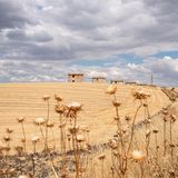 Abgeerntete Weizenfelder