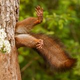 Ein neugieriges Eichhörnchen erkundet ein altes Spechthöhlenloch im "Podere Pantaleone"-Park in Bagnacavallo in Italien. Scheinbar unbeholfen streckt es die Beine aus und scheint festzustecken. Doch in Wirklichkeit klettert es gerade mit dem Kopf voran in den Baumstamm. Während es darin verschwindet, schießt Milko Marchetti sein Siegerfoto.   