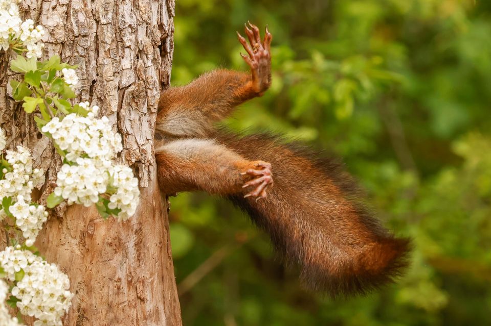 Ein neugieriges Eichhörnchen erkundet ein altes Spechthöhlenloch im "Podere Pantaleone"-Park in Bagnacavallo in Italien. Scheinbar unbeholfen streckt es die Beine aus und scheint festzustecken. Doch in Wirklichkeit klettert es gerade mit dem Kopf voran in den Baumstamm. Während es darin verschwindet, schießt Milko Marchetti sein Siegerfoto.   1.5004