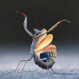 Es war auf dem Rückweg eines Fotospaziergangs im ostspanischen Pantano el Sitjar: Die Gottesanbeterin "Flamenco-Mantis" stellte sich vor den Wagen von Jose Miguel Gallego Molina, dem Gewinner der Insekten-Kategorie, und stoppte ihn. Er stieg aus dem Auto und legte sich auf den Asphalt. Die Gottesanbeterin begann vor seiner Linse mit ihrem Tanz.