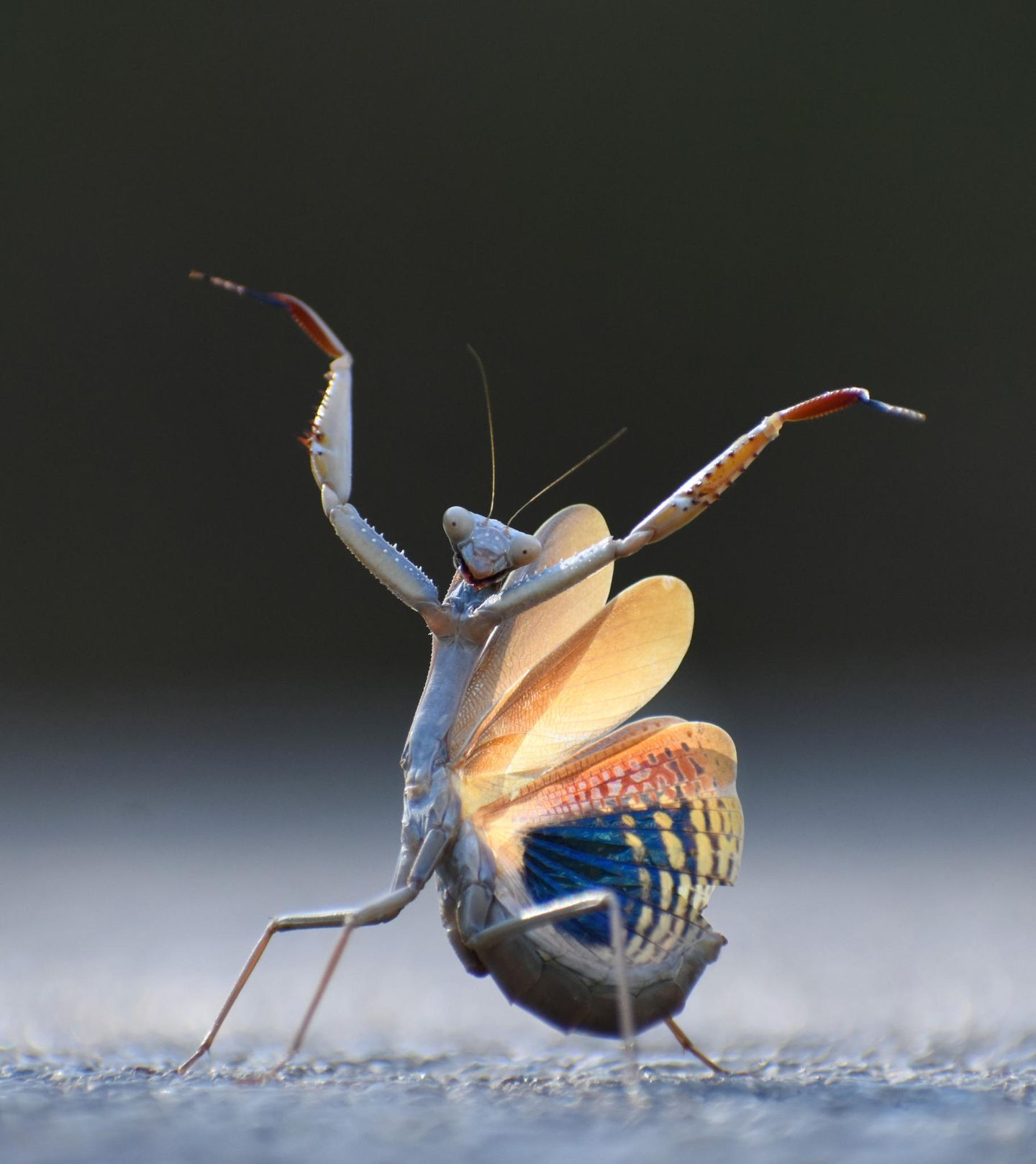 Tanz der Gottesanbeterin Es war auf dem Rückweg eines Fotospaziergangs im ostspanischen Pantano el Sitjar: Die Gottesanbeterin "Flamenco-Mantis" stellte sich vor den Wagen von Jose Miguel Gallego Molina, dem Gewinner der Insekten-Kategorie, und stoppte ihn. Er stieg aus dem Auto und legte sich auf den Asphalt. Die Gottesanbeterin begann vor seiner Linse mit ihrem Tanz.