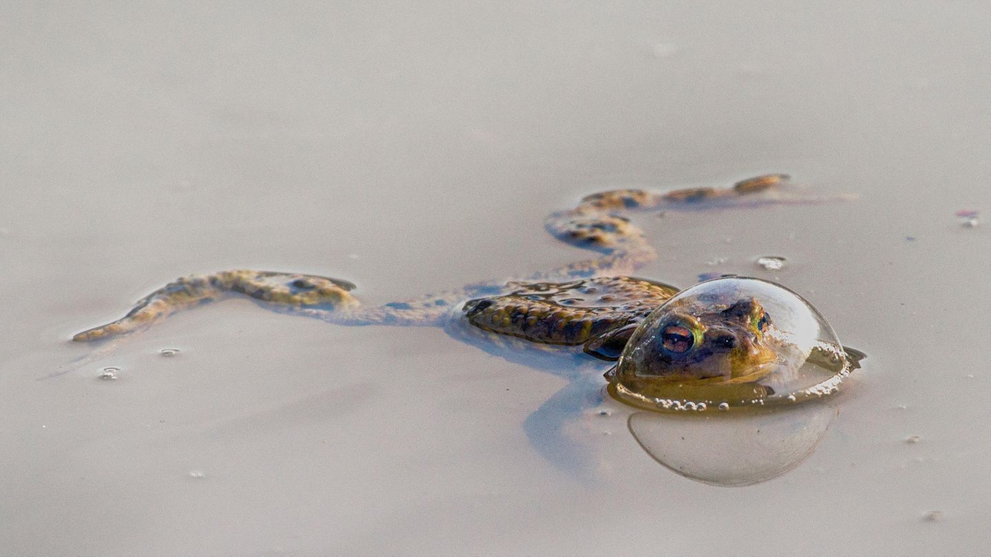 Der Frosch in der Blase Dieser Frosch hat sich in einer Luftblase um seinen Kopf eingeschlossen. Im Wasser spiegelt sie sich, sodass es aussieht, als habe er sich eine durchsichtige Kugel über den Kopf gestülpt. Mit diesem witzigen Bild gewann Eberhard Ehmke in der Kategorie der Amphibien.