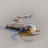 Dieser Frosch hat sich in einer Luftblase um seinen Kopf eingeschlossen. Im Wasser spiegelt sie sich, sodass es aussieht, als habe er sich eine durchsichtige Kugel über den Kopf gestülpt. Mit diesem witzigen Bild gewann Eberhard Ehmke in der Kategorie der Amphibien.