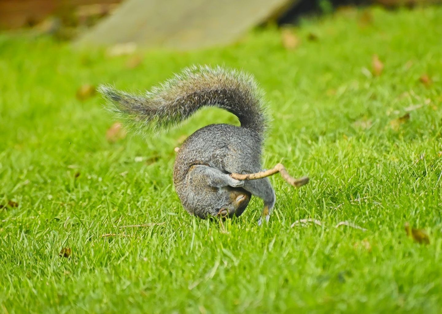 Grauhörnchen mit Stock Auch Grauhörnchen wollen Spaß: Als machte dieses mit dem eingeklemmten Stock in seiner Hüfte Turnübungen, purzelt es über die sattgrüne Wiese. In einer Reihe weiterer Fotos sieht man es mit dem Stock tanzen. Dafür wurde Flynn Thaitanunde-Lobb mit dem "amazing Internet Portfolio Award" ausgezeichnet.