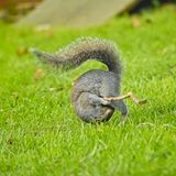 Auch Grauhörnchen wollen Spaß: Als machte dieses mit dem eingeklemmten Stock in seiner Hüfte Turnübungen, purzelt es über die sattgrüne Wiese. In einer Reihe weiterer Fotos sieht man es mit dem Stock tanzen. Dafür wurde Flynn Thaitanunde-Lobb mit dem "amazing Internet Portfolio Award" ausgezeichnet.   