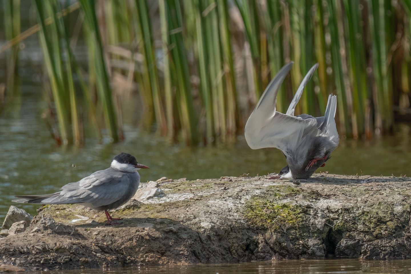 Missglückte Landung Sieht so aus, als hätte diese Weißbart-Seeschwalbe einen schlechten Tag. Nach einer Bruchlandung liegt ihr Kopf auf dem Untergrund, die Füße, die Flügel und das Hinterteil zeigen noch gestreckt in die Höhe. Ihr Artgenosse, links im Bild, scheint sich jedoch nicht besonders um sie zu sorgen und steht unbeeindruckt daneben. Dabei sind die beiden jetzt das Gewinnermotiv in der Kategorie der Vögel.