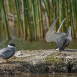 Sieht so aus, als hätte diese Weißbart-Seeschwalbe einen schlechten Tag. Nach einer Bruchlandung liegt ihr Kopf auf dem Untergrund, die Füße, die Flügel und das Hinterteil zeigen noch gestreckt in die Höhe. Ihr Artgenosse, links im Bild, scheint sich jedoch nicht besonders um sie zu sorgen und steht unbeeindruckt daneben. Dabei sind die beiden jetzt das Gewinnermotiv in der Kategorie der Vögel.