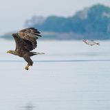 Fisch jagt Weißkopfseeadler! Es ist ein ungewöhnlicher Rollentausch, den Przemyslaw Jakubczyk hier eingefangen hat. Die Verfolgungsjagd brachte ihm den Preis für die "Fish and Other Aquatic Species" ein.  