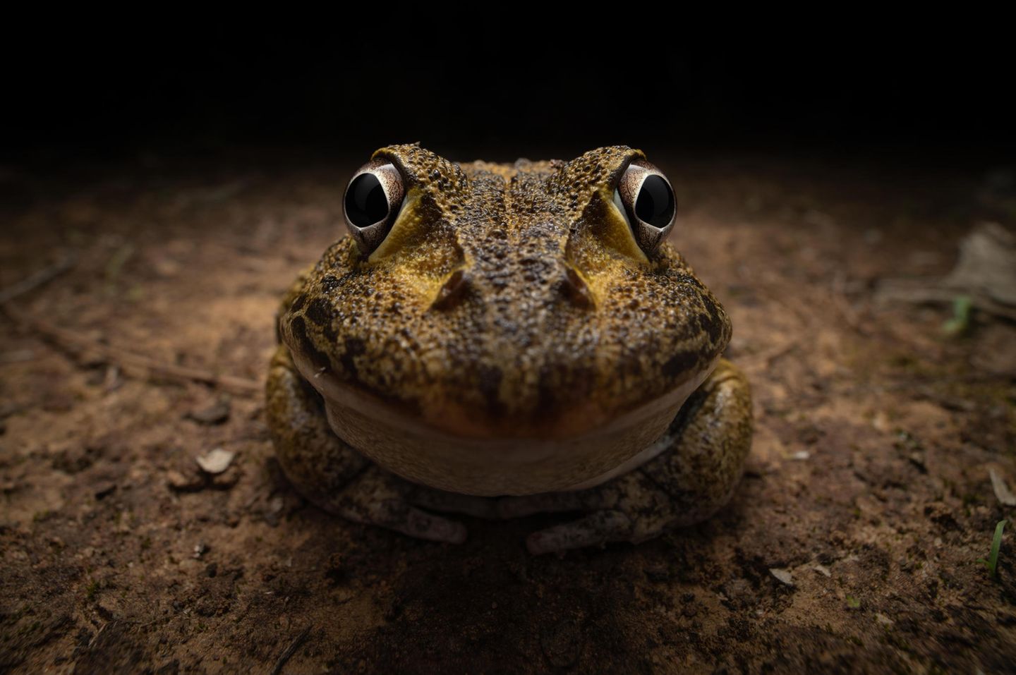 Ein Frosch posiert Als wäre es ihm unangenehm, fotografiert zu werden, grinst der Frosch breit und unbeholfen in die Kamera. Um eine sichere Pose einzunehmen, verschränkt er seine Hände vor dem Körper. Denn schließlich weiß man auf Fotos nie, wohin mit den Händen. 2022 zog der Fotograf Kongston Tam von Hongkong nach Australien, um Wildtierwissenschaften zu studieren, und lernte dort durch Freunde das "Herping" kennen – die Suche nach Reptilien und Amphibien in der Natur. Dies brachte ihn dazu, sich auf die Fotografie dieser faszinierenden Tiere zu spezialisieren. Jetzt gewann er in der Kategorie "Young Photographer".
