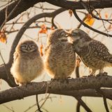 Drei Brahmakauze genießen die Herbstsonne. Der Nachwuchs schließt peinlich berührt die Augen, während die Eltern Zärtlichkeiten austauschen. Mit den küssenden Eulen gewann Sarthak Ranganadhan den Junior-Preis des Wettbewerbs.