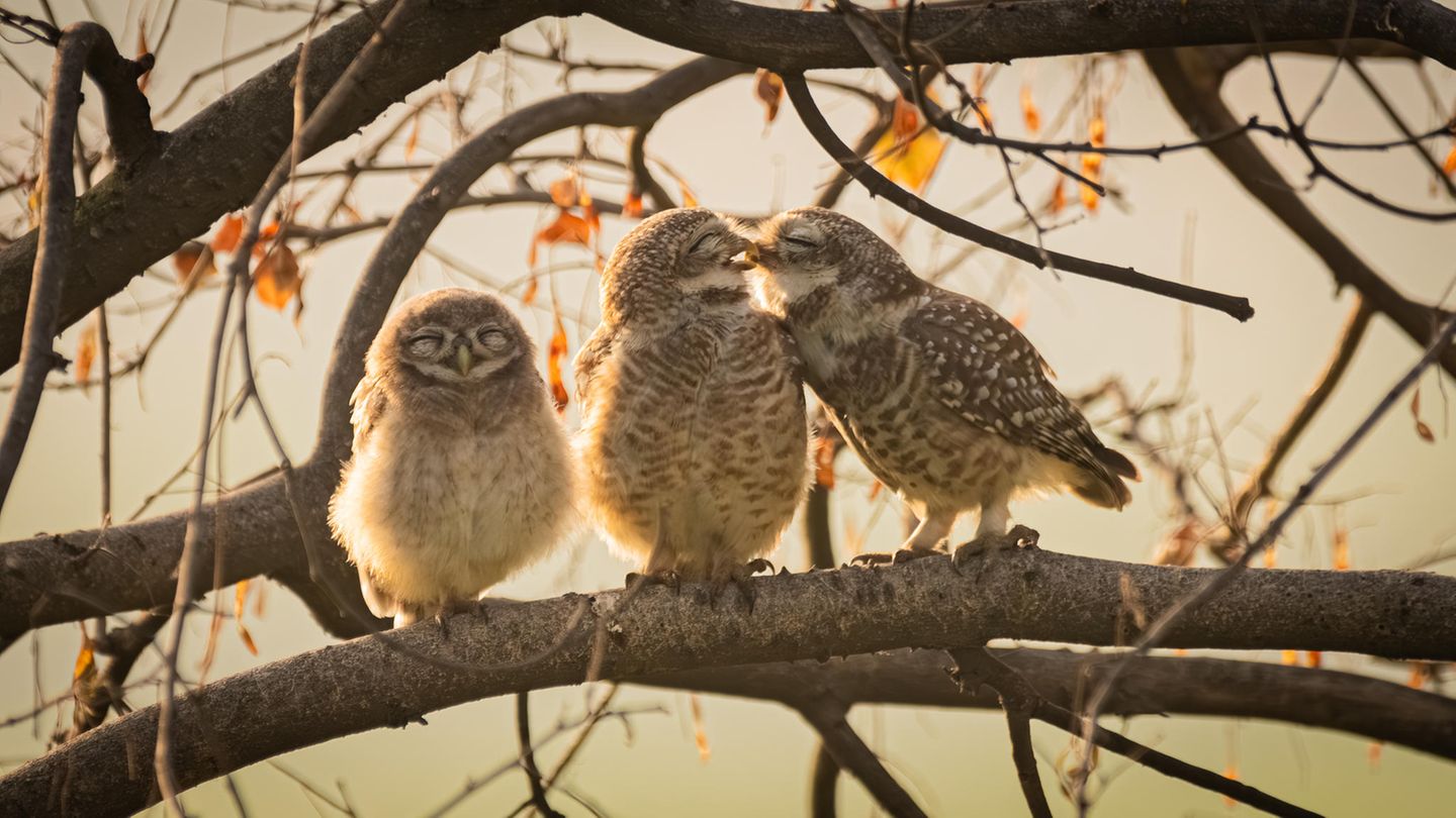 Käuze mit Nachwuchs Drei Brahmakauze genießen die Herbstsonne. Der Nachwuchs schließt peinlich berührt die Augen, während die Eltern Zärtlichkeiten austauschen. Mit den küssenden Eulen gewann Sarthak Ranganadhan den Junior-Preis des Wettbewerbs.
