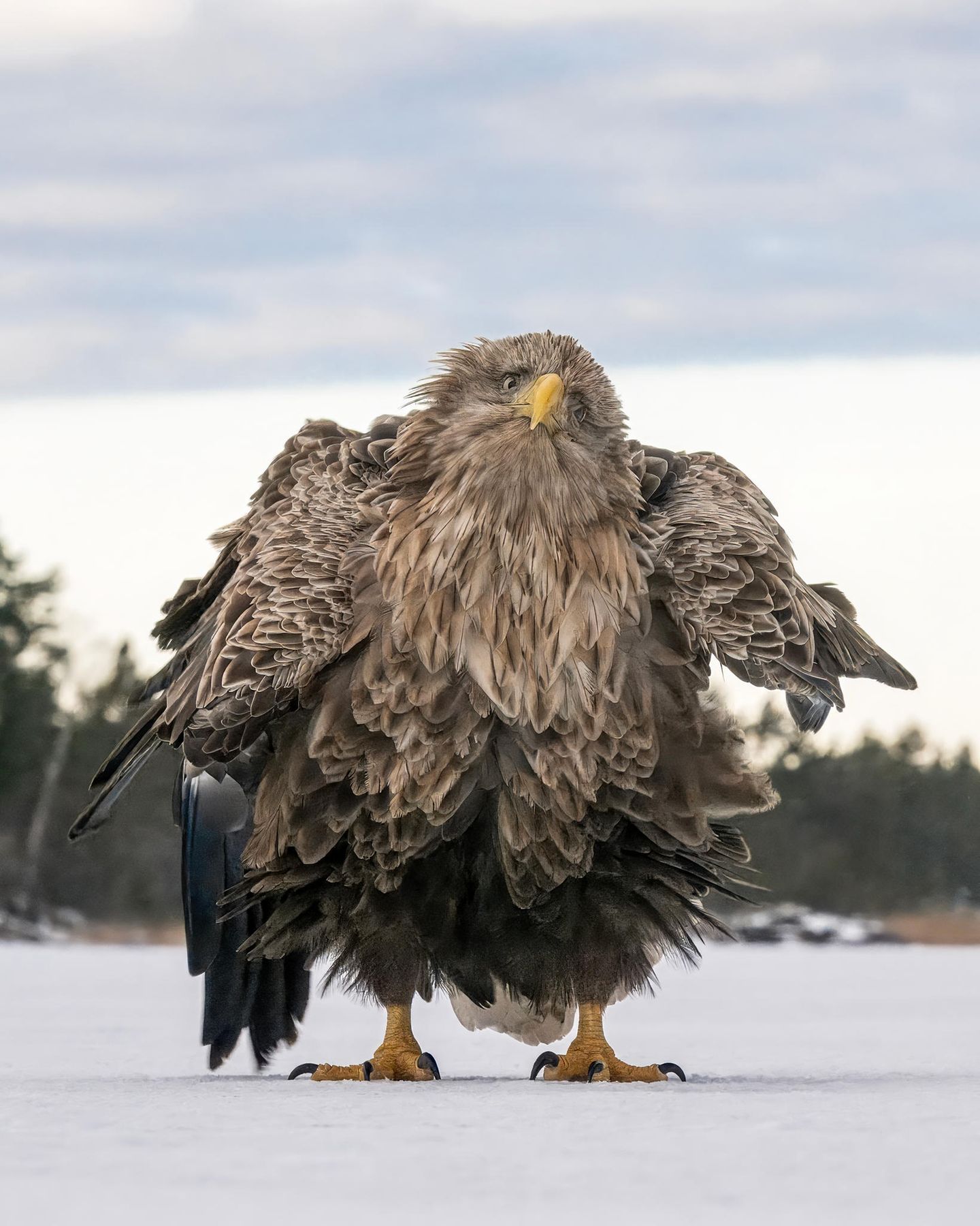 Zotteliges Federkleid Imposant schüttelt der Weißkopfseeadler seine Federn. Das Bild wurde mit der Autocapture-Funktion einer Nikon Z9 aufgenommen, die Kamera war auf einem Sack Nüsse auf dem Meereis positioniert. "Als ich die Aufnahmen sah, konnte ich es kaum glauben", sagt Tapani Linnanmäki. Die Serie zeigt mehr als zehn lustige Posen und Ausdrücke und gewinnt den People's Choice Award.