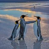 Dieses Bild wurde auf Südgeorgien aufgenommen und zeigt einen männlichen Königspinguin, der versucht, ein bereits verpartnertes Weibchen anzubaggern. Die Körperhaltung und die Flügelposition machen die Botschaft deutlich: Halt dich fern!