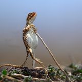 Die Fächerhals- Echsen, die nur auf dem indischen Subkontinent vorkommen, haben sich unter dem Einfluss des wechselnden Klimas entwickelt. Männliche Echsen blasen ihren bunten Halsbalg auf, um Weibchen anzulocken. Auf diesem Bild steht das Weibchen lässig und aufrecht, in der Sommerhitze.   