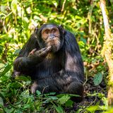 Im Urwald von Uganda tauchte dieser Schimpanse aus dem Gestrüpp auf. Gefolgt von einer Gruppe von etwa 50 Artgenossen. Offenbar dachte er gerade über ein wichtiges Thema nach.   