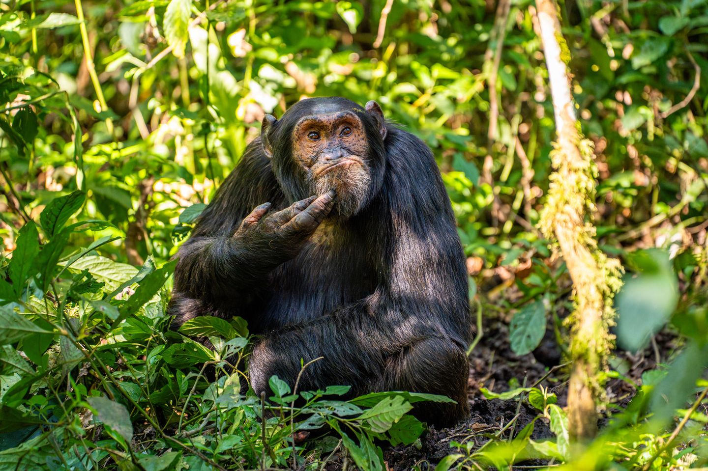 Im Urwald von Uganda tauchte dieser Schimpanse aus dem Gestrüpp auf. Gefolgt von einer Gruppe von etwa 50 Artgenossen. Offenbar dachte er gerade über ein wichtiges Thema nach.   
