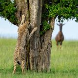 Die Fotografin Leslie McLeod stieß auf einer Safari in Kenia auf dieses schöne Gepardenweibchen auf der Suche nach einem Partner. Eine Gruppe von Topi, einer Antilopenart, beobachtete sie sehr genau, als sie auf verschiedenen Bäumen Nachrichten für einen potenziellen Partner hinterließ. Bei der Aufnahme hatte sie den Eindruck, der Gepard sei kurz davor zu rufen: "Ich komme!"