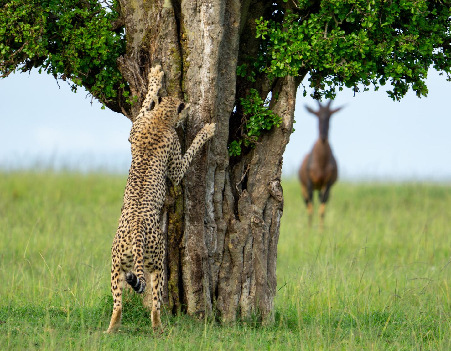 Die Katze im Versteck Die Fotografin Leslie McLeod stieß auf einer Safari in Kenia auf dieses schöne Gepardenweibchen auf der Suche nach einem Partner. Eine Gruppe von Topi, einer Antilopenart, beobachtete sie sehr genau, als sie auf verschiedenen Bäumen Nachrichten für einen potenziellen Partner hinterließ. Bei der Aufnahme hatte sie den Eindruck, der Gepard sei kurz davor zu rufen: "Ich komme!"